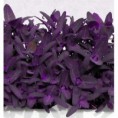 /album/rare-vegitables/purple-passion-spinach-jpg/
